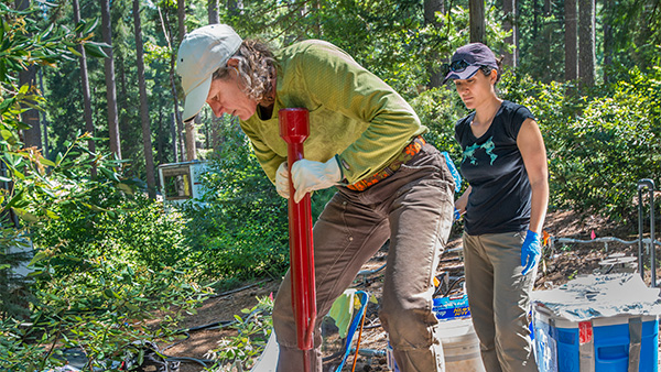 Soil sampling in the Blodgett Forest near Georgetown (Image by Roy Kaltschmidt, Berkeley Lab. © The Regents of the University of California, Lawrence Berkeley National Laboratory.)