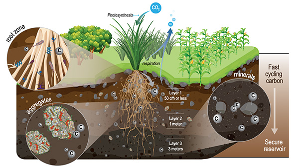 Through radiocarbon analysis of soil samples, LLNL researchers track carbon as it moves through plants and soil, and then back into the atmosphere, providing insight regarding how to maximize long-term carbon sequestration in soil. (Image credit: Lawrence Livermore National Laboratory)