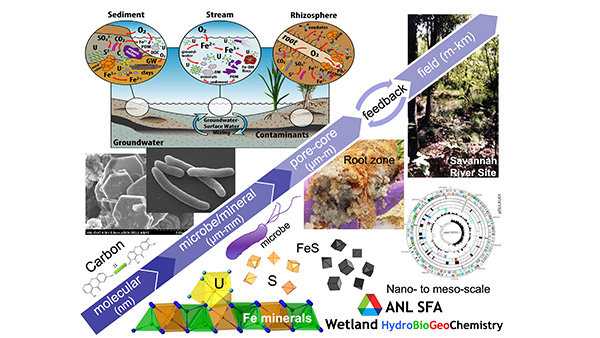 The Argonne Wetland Hydrobiogeochemistry Science Focus Area aims to understand and predict wetland ecosystem function and its control on elemental (e.g., carbon, nutrient, and contaminant) transformations and transport within a riparian wetland at the Savannah River National Laboratory. (Image courtesy of Ken Kemner, Argonne National Laboratory)